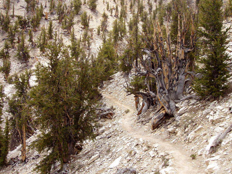 Huerto de Matusalén del Ancient Bristlecone Pine Forest, en White Mountains, Inyo County, California. Wikimedia Commons